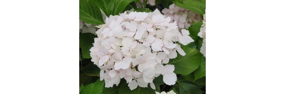Hortensia - les meilleurs en blanc