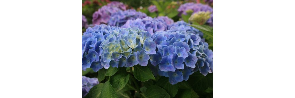 Selection des meilleurs hortensias en bleu