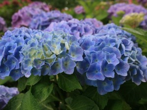 les meilleurs en bleu