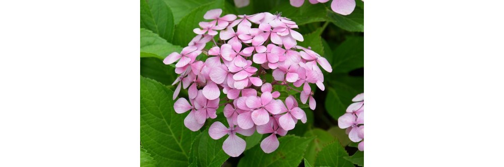 Sélection de variétés d'hortensia, les meilleures en rose