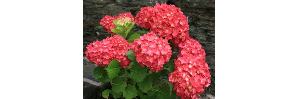 Selection des meilleurs hortensias en rouge