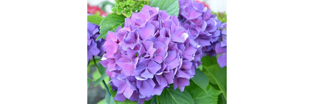 Sélection des meilleures variétés d'hortensia en coloris viole