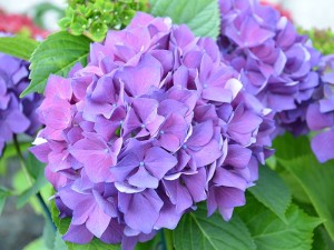 les meilleurs en violet
