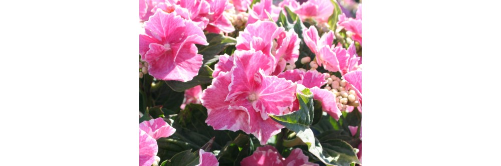 les hortensias aux couleurs évolutives