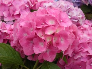 Hortensia (Hydrangea macrophylla)