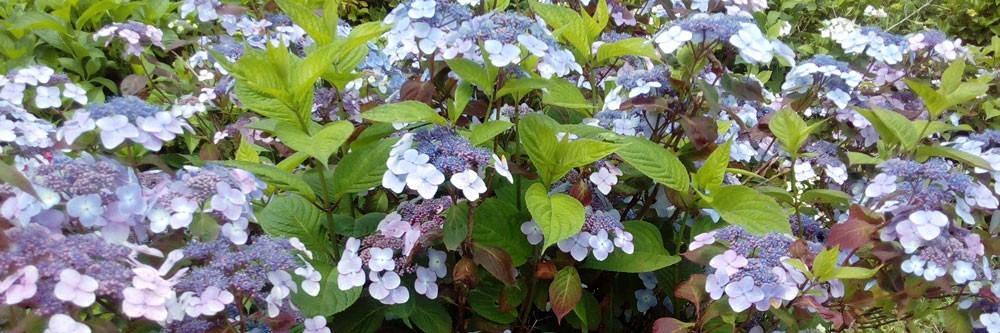 Choix de variétés d'Hydrangea serrata - Vente en ligne