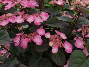 Hydrangea serrata