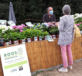 Boos Hortensia à la Folie des Plantes