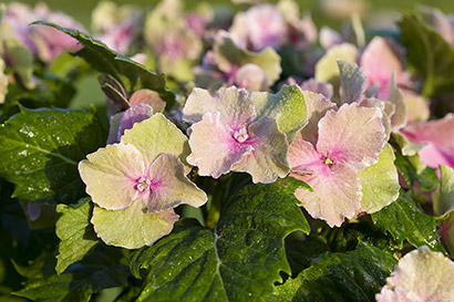 Hortensia So Long Starlit Sky début de fanaison Crédit photo P Noack