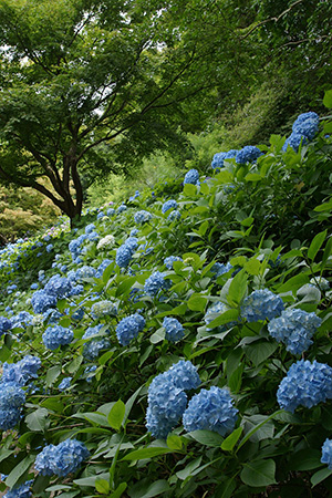 Kobe municipal forest botanical garden jardin d'hortensia au japon