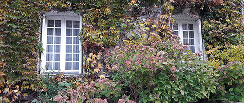 jardin avec hortensia