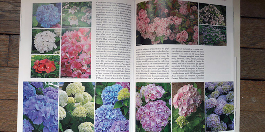 Histoire de l'hortensia en Anjou et de Boos Hortensia - revue CCVS pages 48 et 49