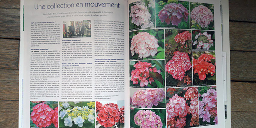Boos Hortensia - La collection agrée CCVS Hydrangea macrophylla - revue ccvs -100