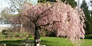 stand boos hortensia parc orleans la source fete des plantes 2016 samedi