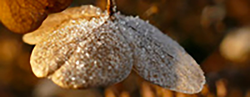 gel d'hiver sur fleur d'hortensia