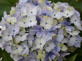 Hortensia Bel Alexandre