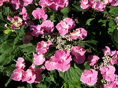 Hortensia So Long 'Starlit Sky'