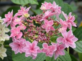 Hortensia 'Tinkerbell'