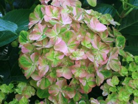 Hortensia Valvert