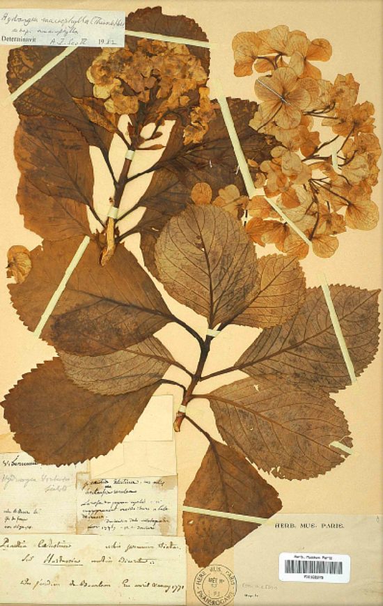 herbier hortensia commerson