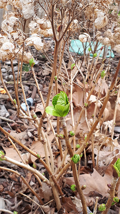 Hortensia démarrage des bourgeons début feuilles vertes