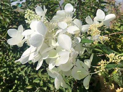 Hydrangea paniculata Hydream 'Cathy'