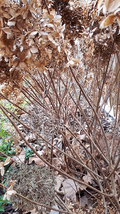 Hydrangea paniculata tige sans bourgeons démarrés