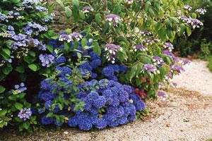 massif d'hortensia bleus - hortensi tovelit , bleu en pied de massif