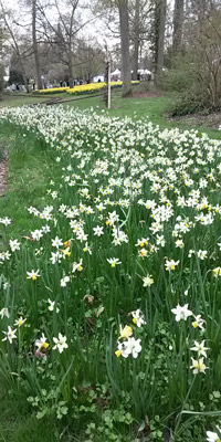 massif de tulipes au parc floral de la source orleans