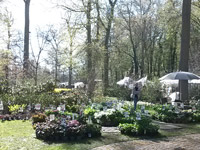 stand boos hortensia à orleans salon des arts du jardin