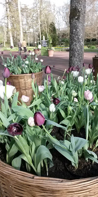 narcisses-parc-floral-orleans.jpg