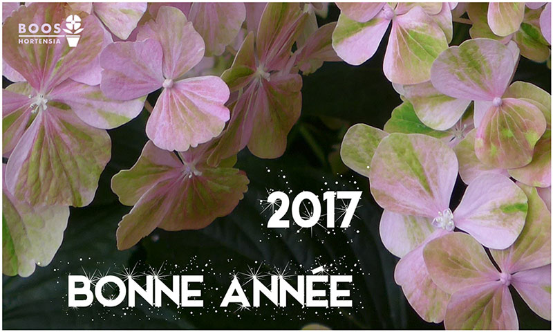 voeux 2017 copyright boos hortensia