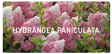 O planter des hortensias et hydrangeas