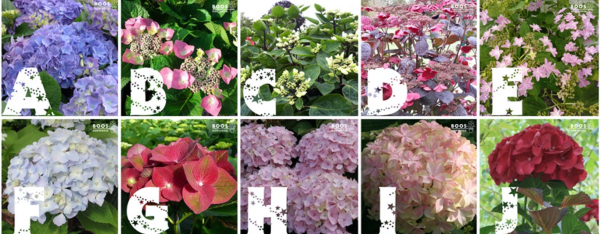 Bonne Année 2020 au jardin - abécédaire des Hortensias