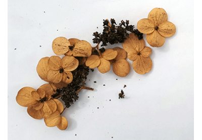 Tout savoir sur la création d'une nouvelle variété d'hortensia