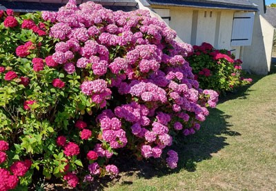 Conseils d'arrosage pour vos hortensias en période de canicule - Juillet 2022