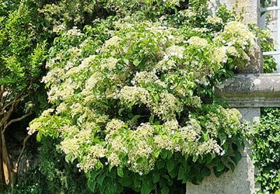 Les hortensias grimpants