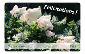 
			                        			Félicitations (paniculata)