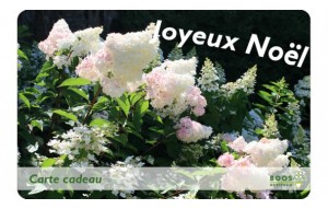 
			                        			Joyeux Noel (H paniculata)